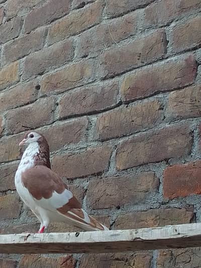 urgent sale Karne ha munsab pasa ma mil Jai ge