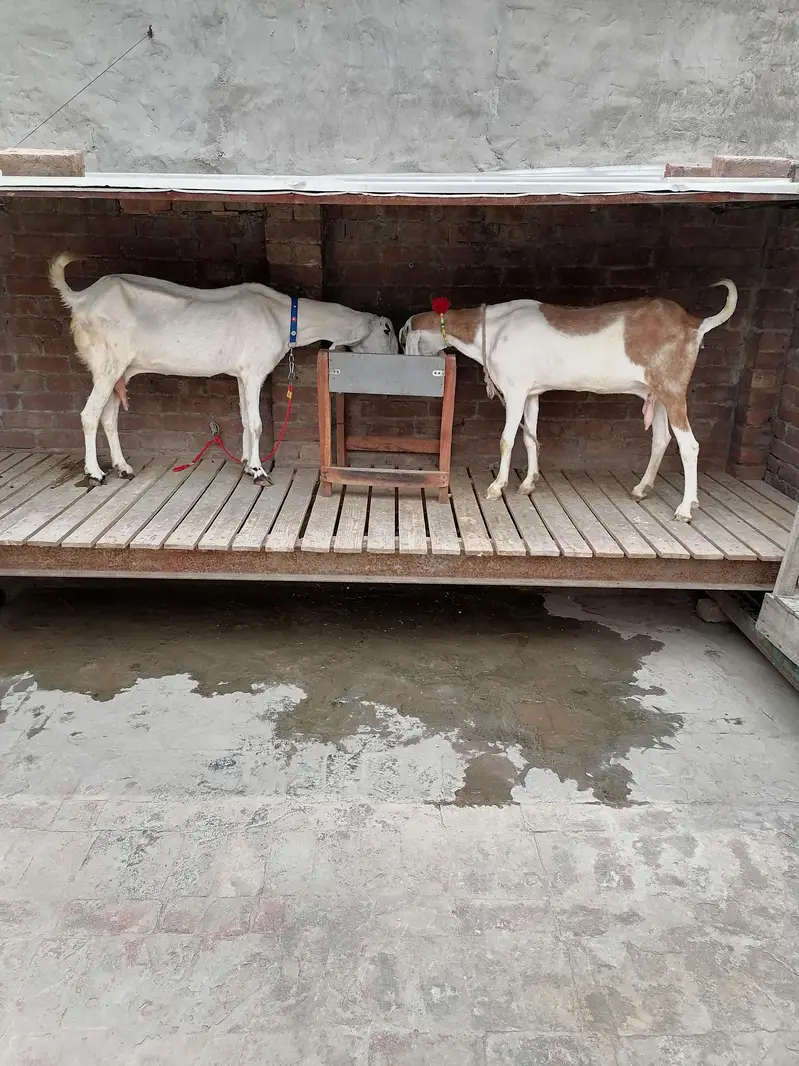 2 Goats For Sale — photo 2
