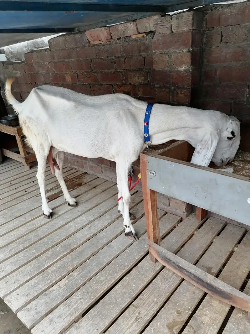 2 Goats For Sale — photo 4