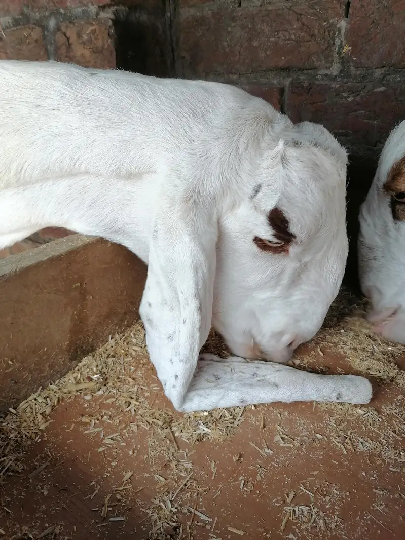 2 Goats For Sale — photo 5
