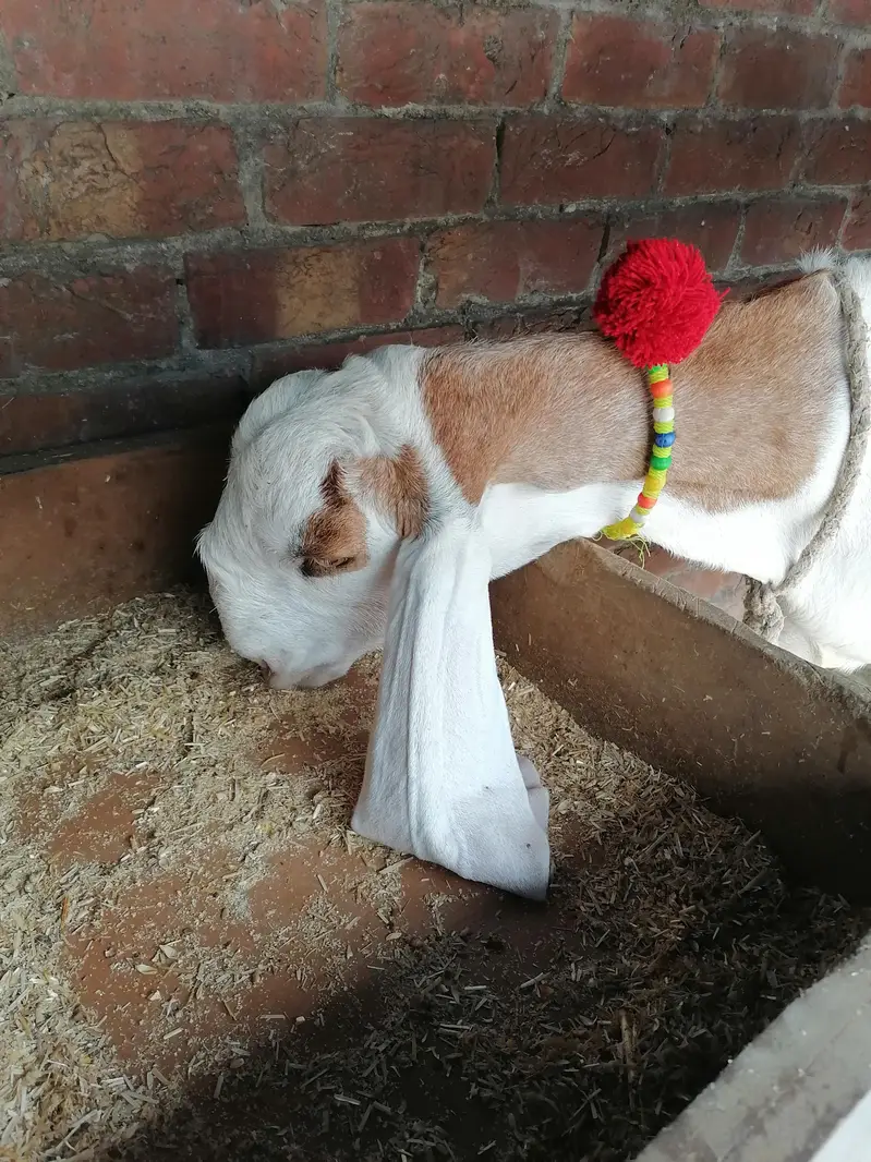 2 Goats For Sale — photo 6