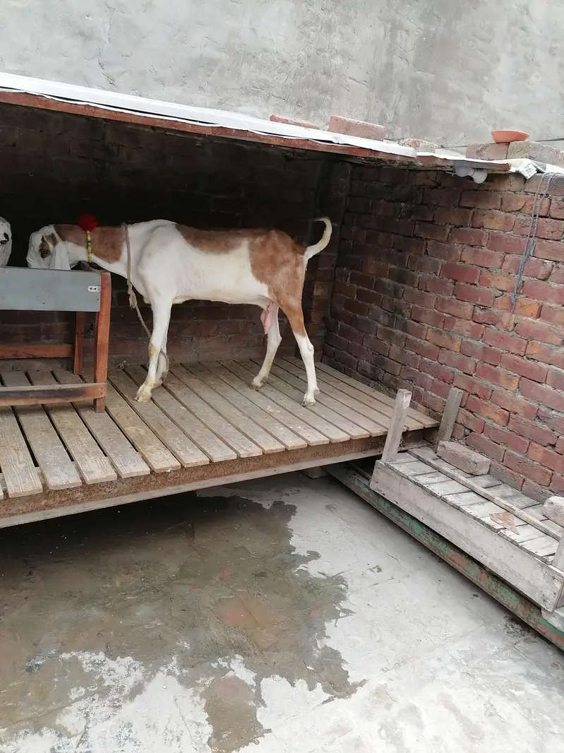 2 Goats For Sale — photo 7