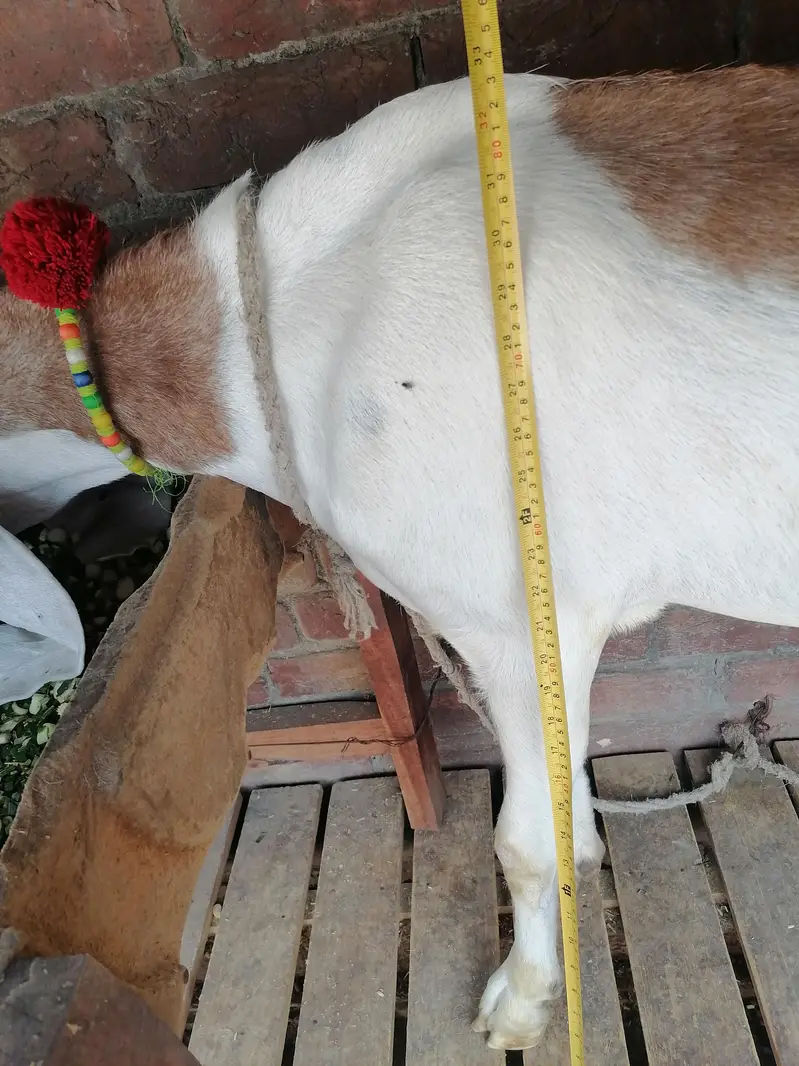 2 Goats For Sale — photo 10