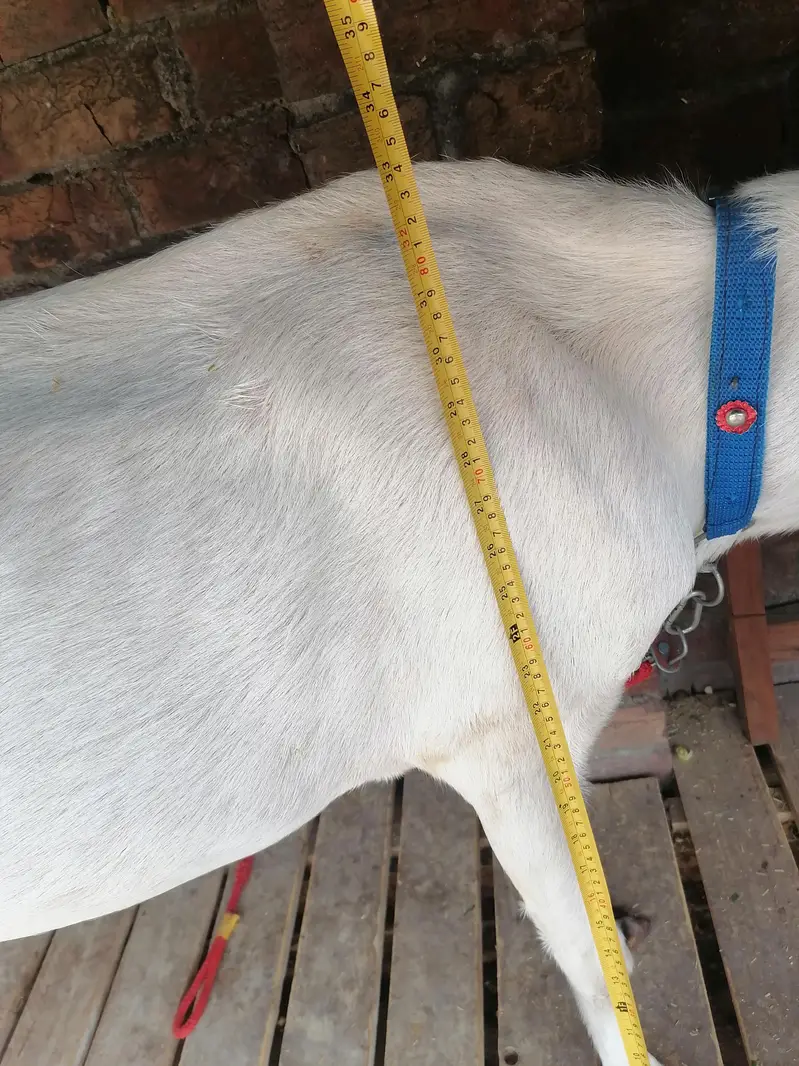 2 Goats For Sale — photo 11