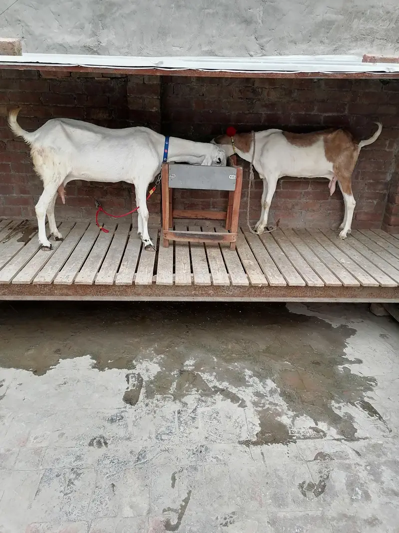 2 Goats For Sale — photo 12
