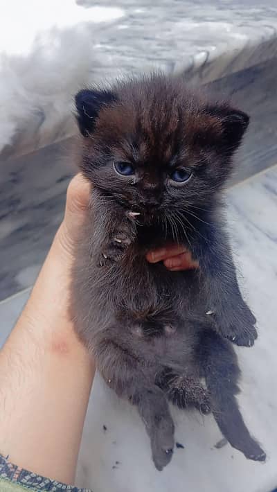 pour Persian kittens