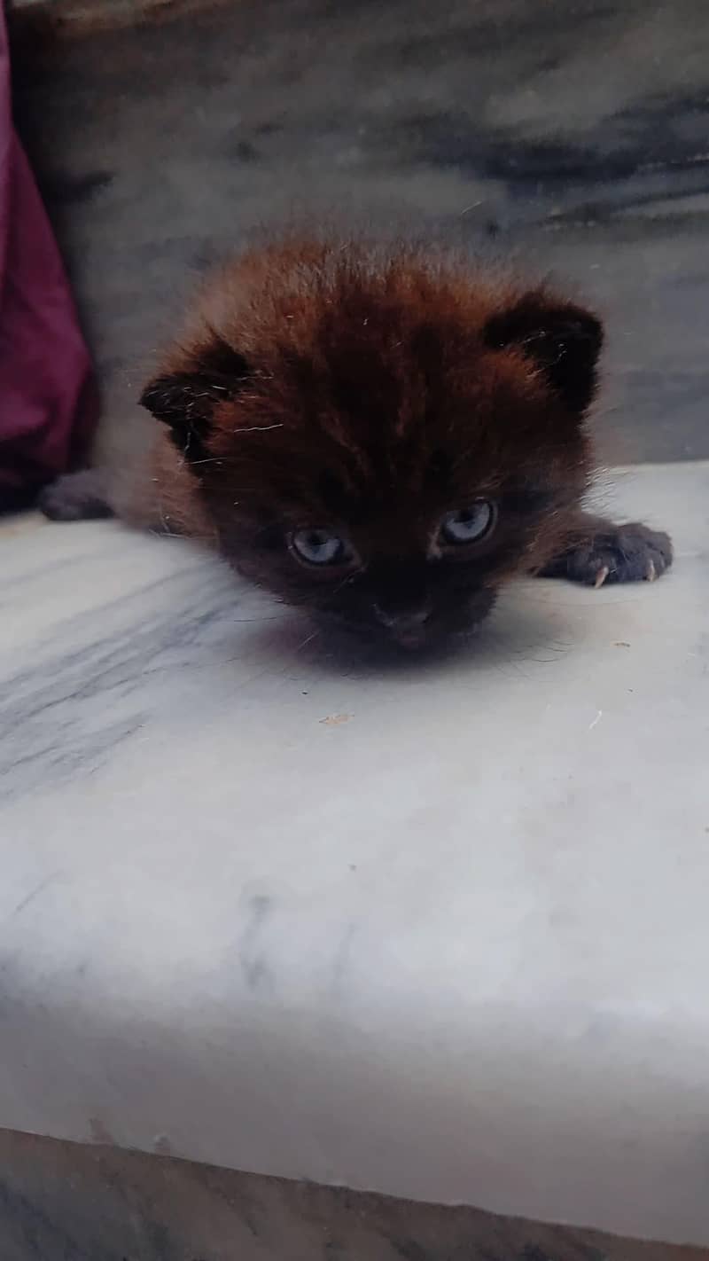 pour Persian kittens 1
