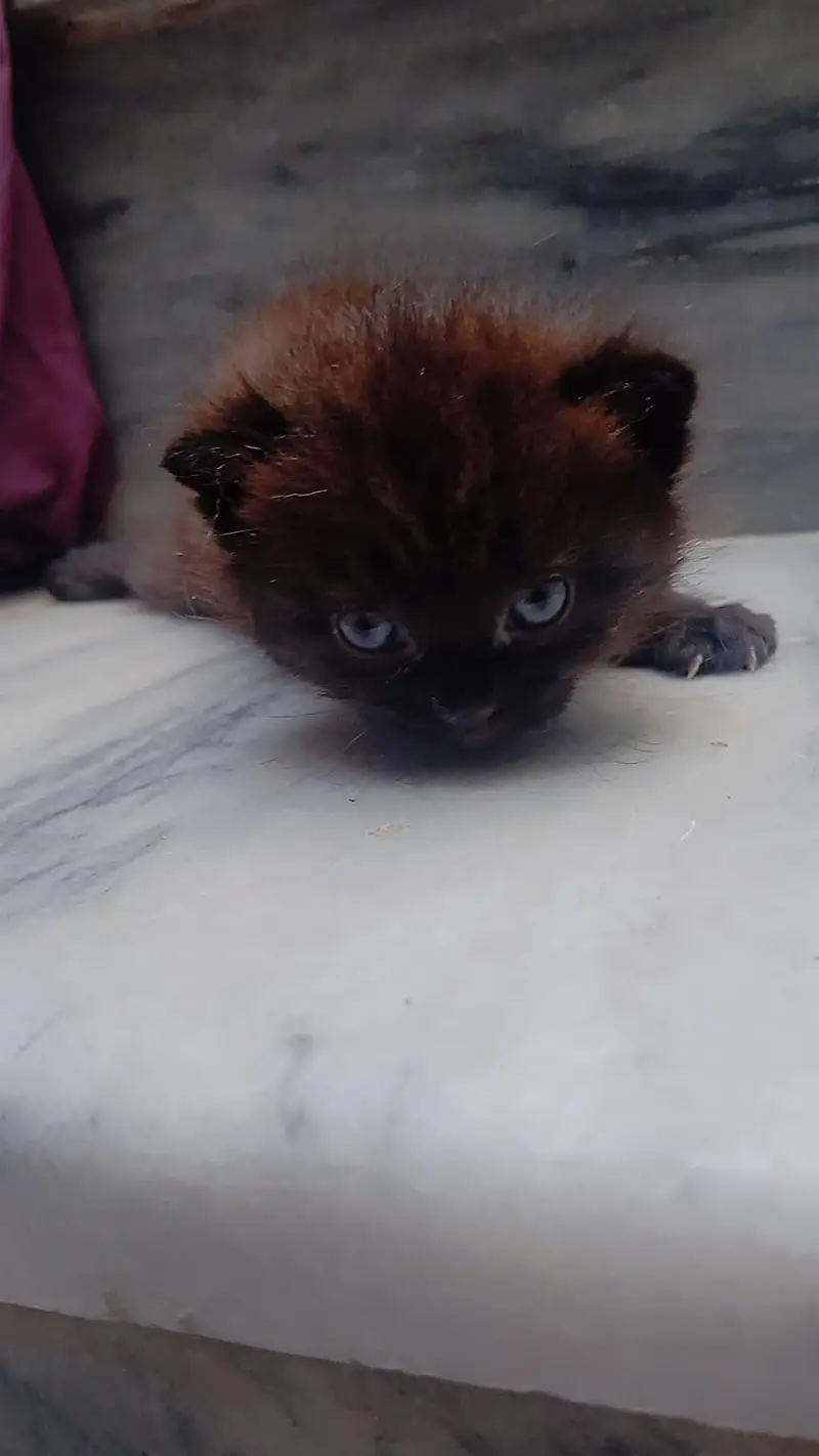 pour Persian kittens — photo 2
