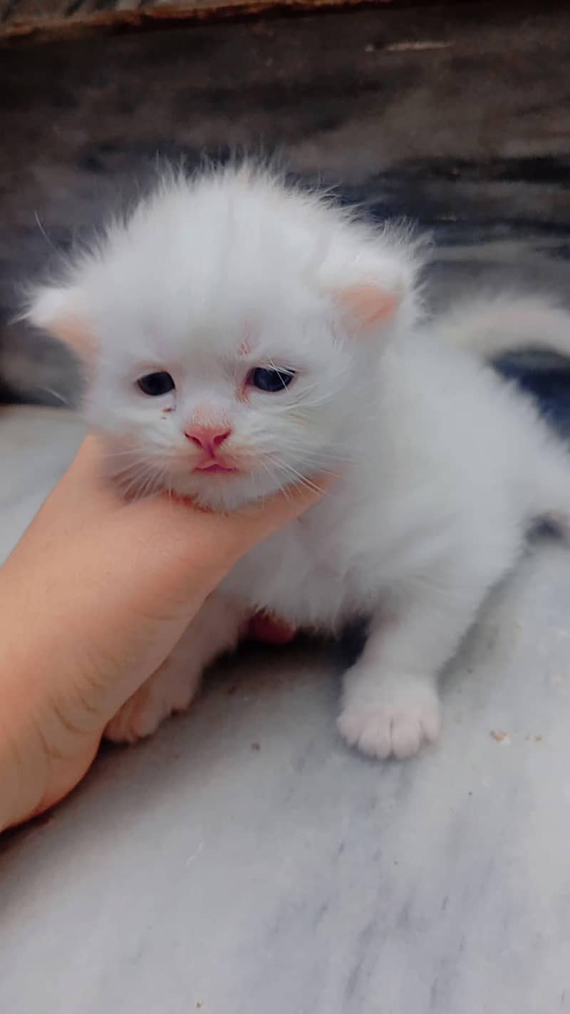 pour Persian kittens 2