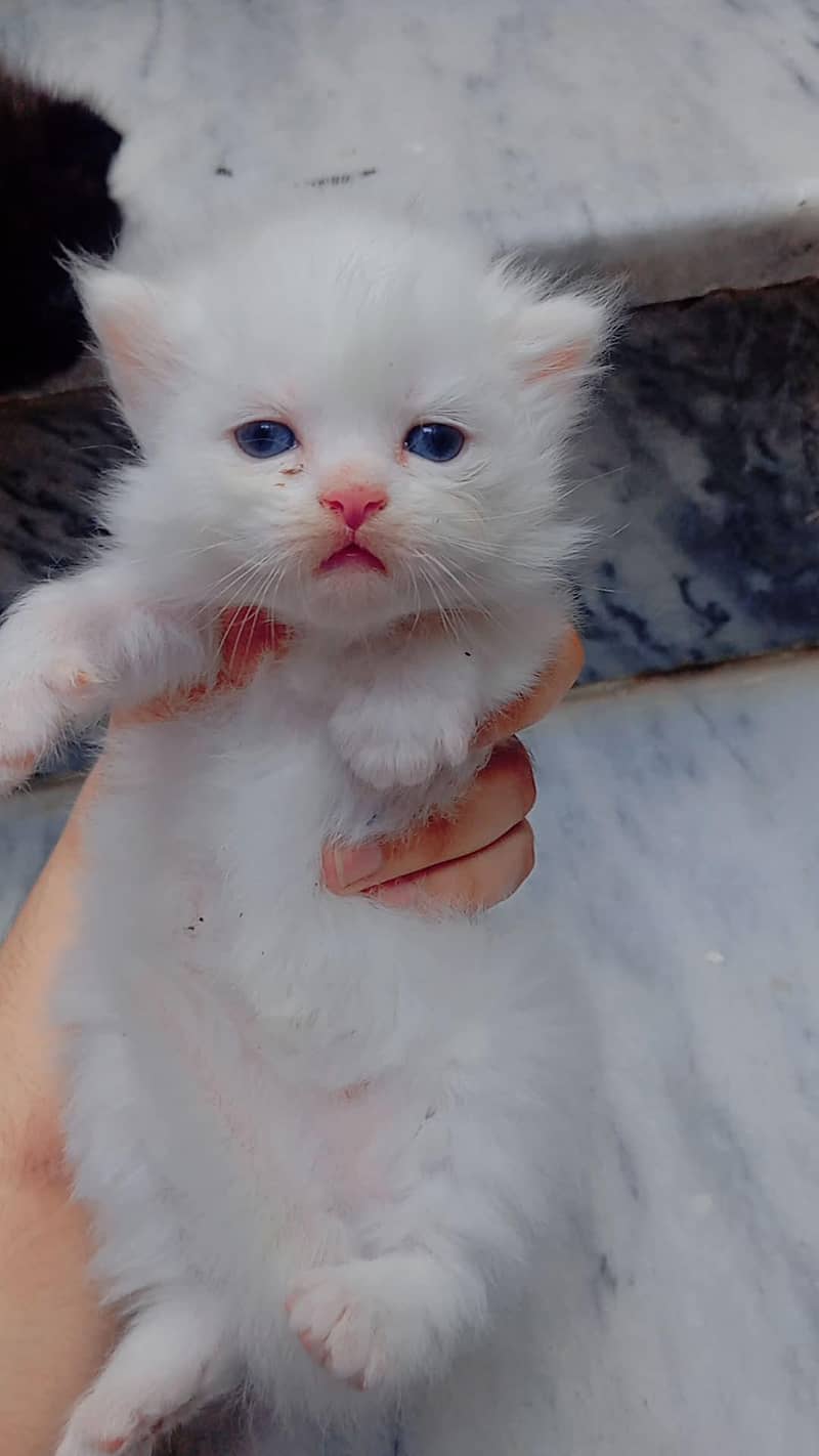 pour Persian kittens 3