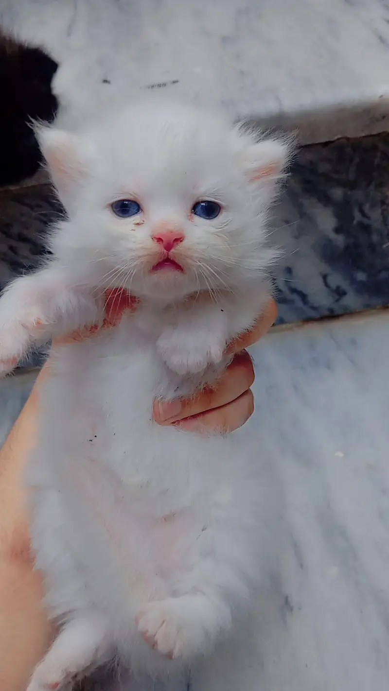 pour Persian kittens — photo 4