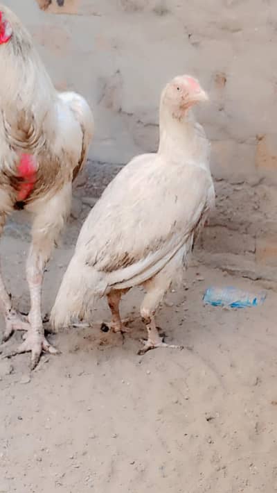 aseel murga and murgi