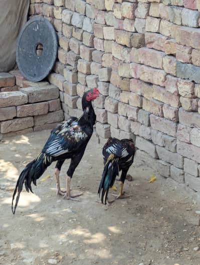 Sindhi java larkana