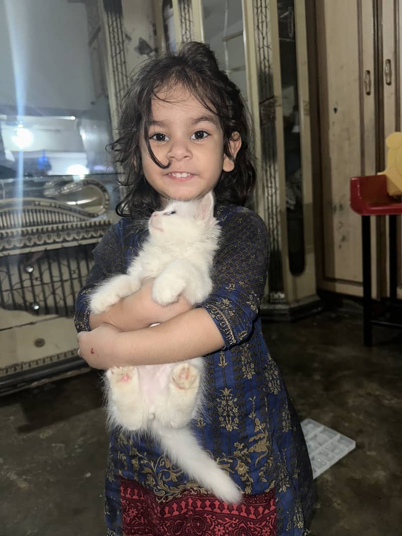 Pershion Kitten 0