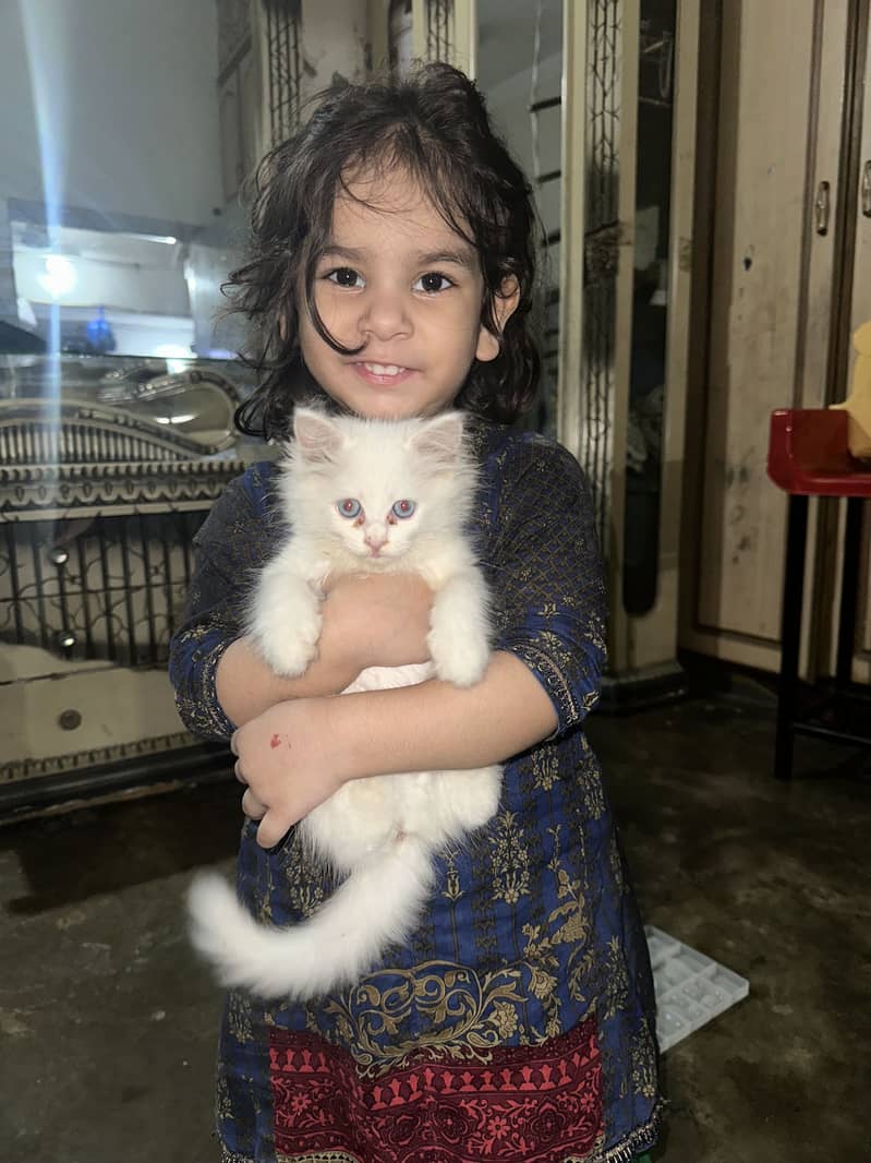 Pershion Kitten 1