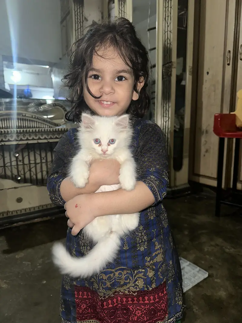 Pershion Kitten — photo 2