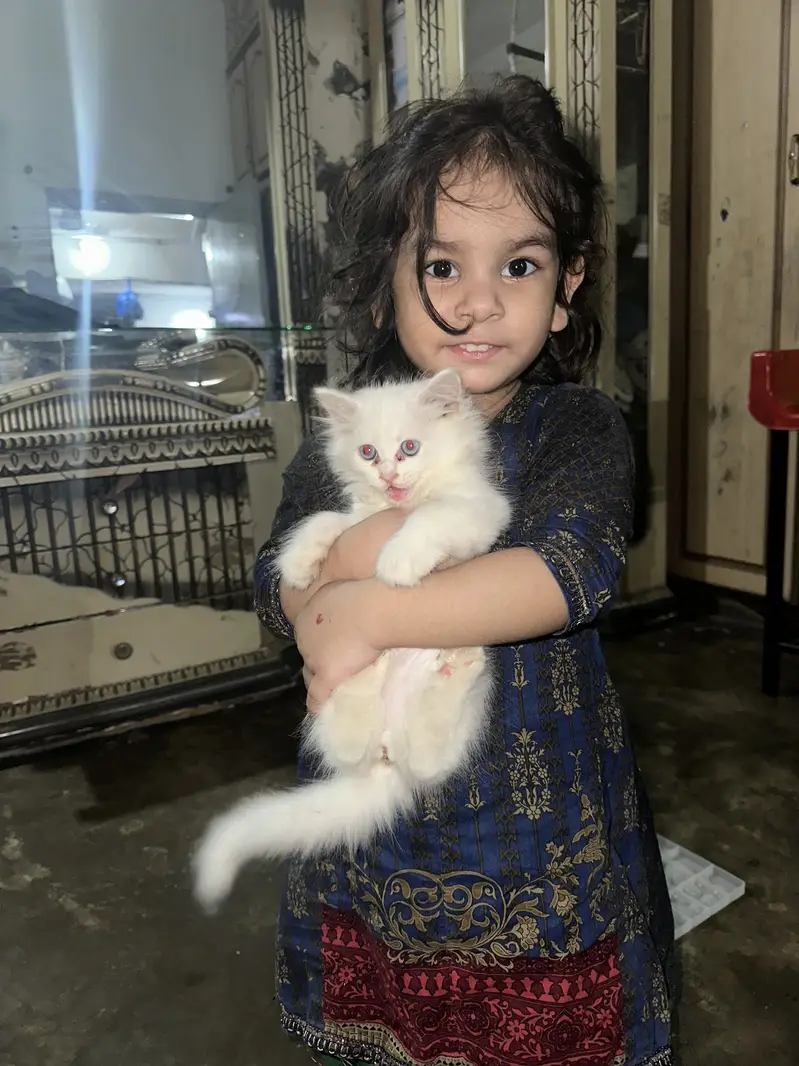 Pershion Kitten — photo 3