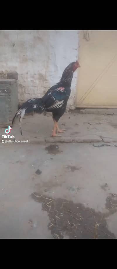 jagiri lasani mushka