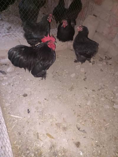 1 male 3 female set for sale