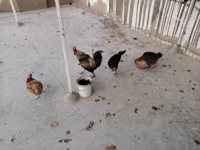 hens for sale
