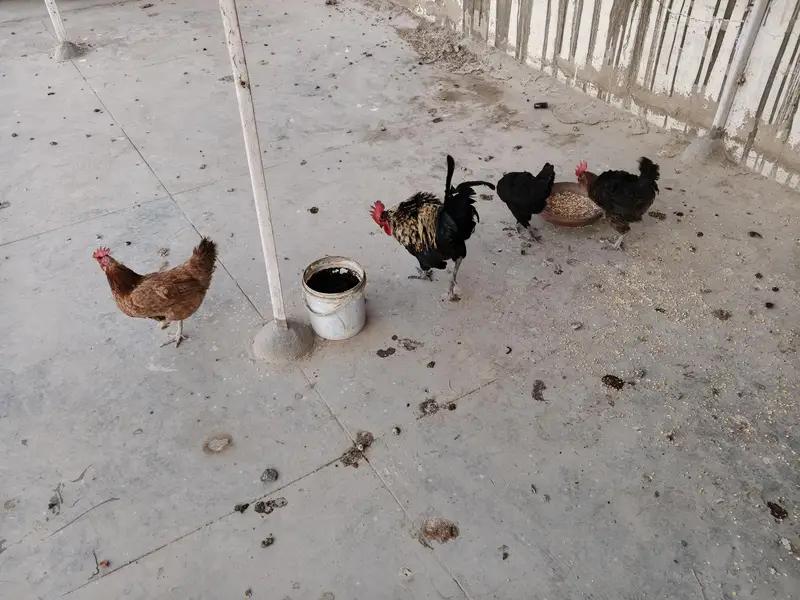 hens for sale — photo 2