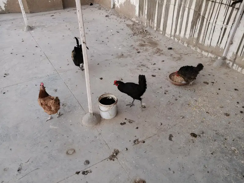 hens for sale — photo 3