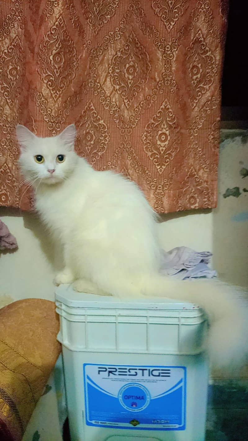 Beautiful Russian Cat pair 1
