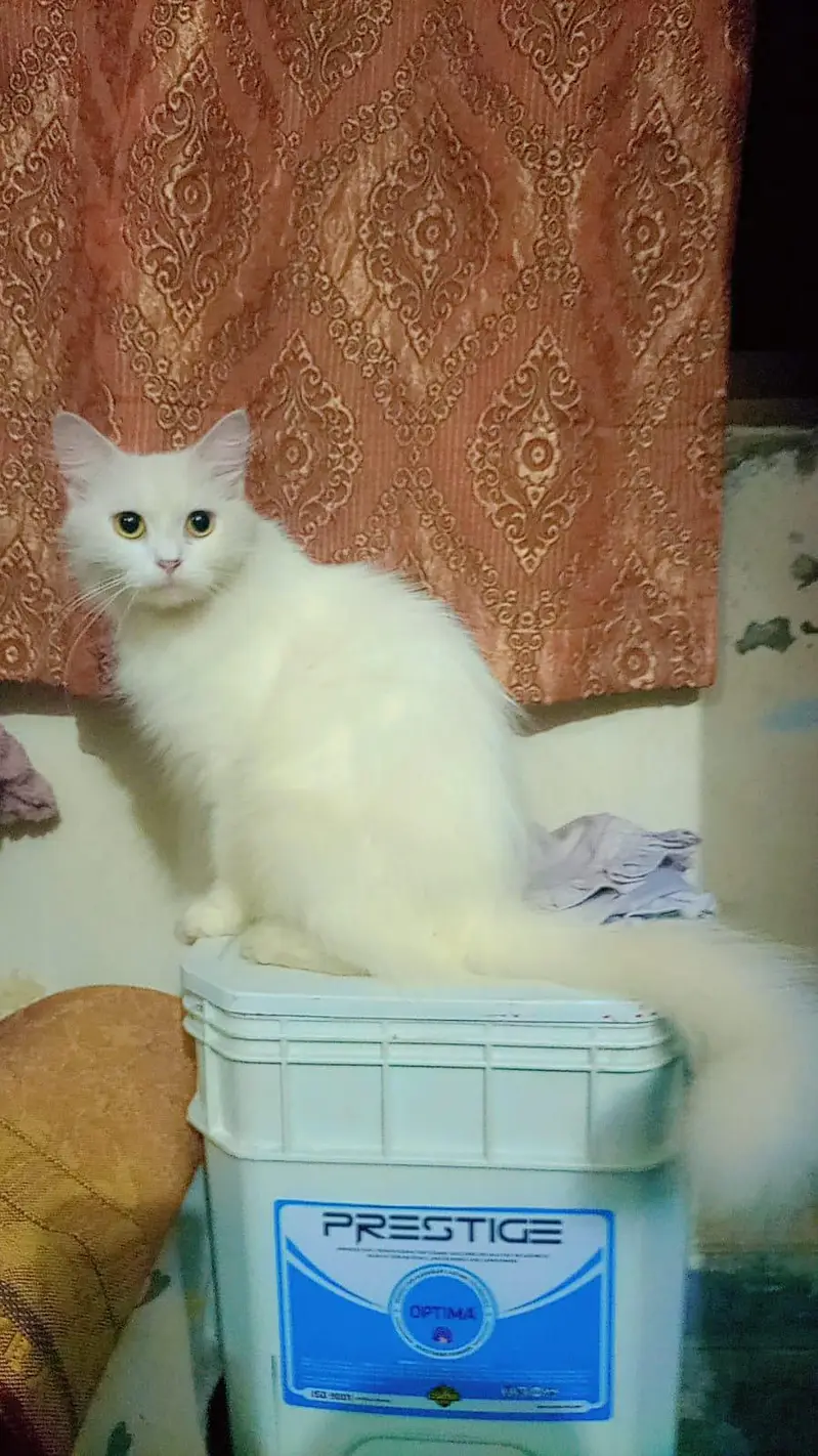 Beautiful Russian Cat pair — photo 2