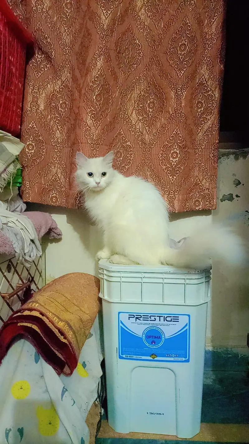 Beautiful Russian Cat pair — photo 3