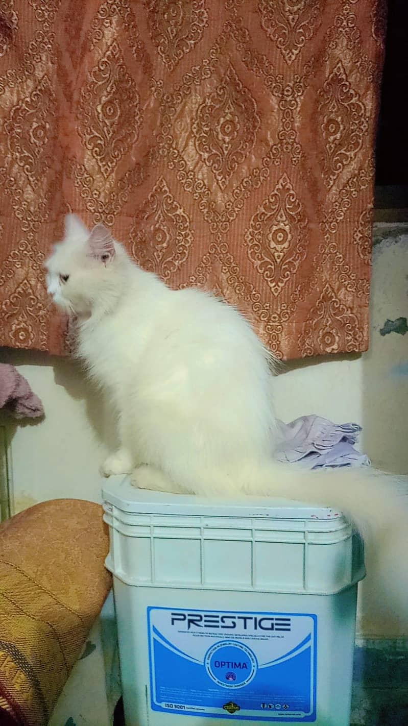 Beautiful Russian Cat pair 3