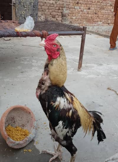 ASEEL ROOSTER