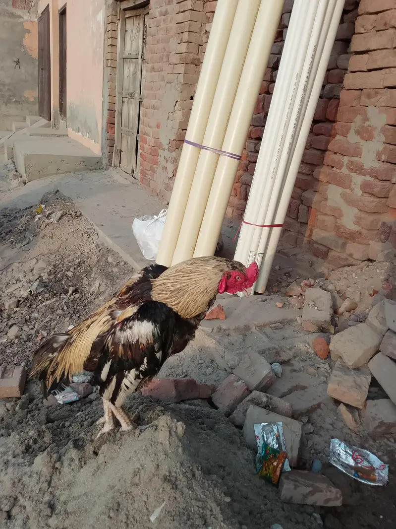 ASEEL ROOSTER — photo 2
