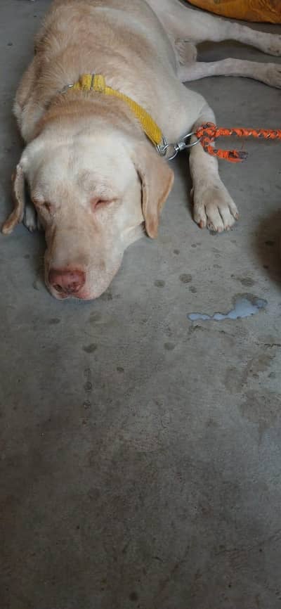 labra