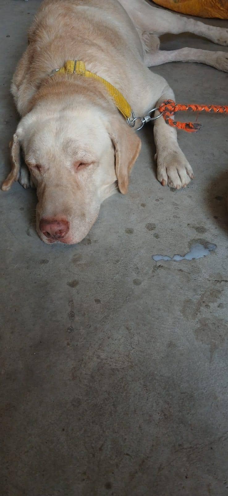 labra 0