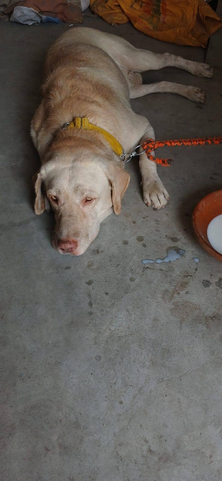 labra 1