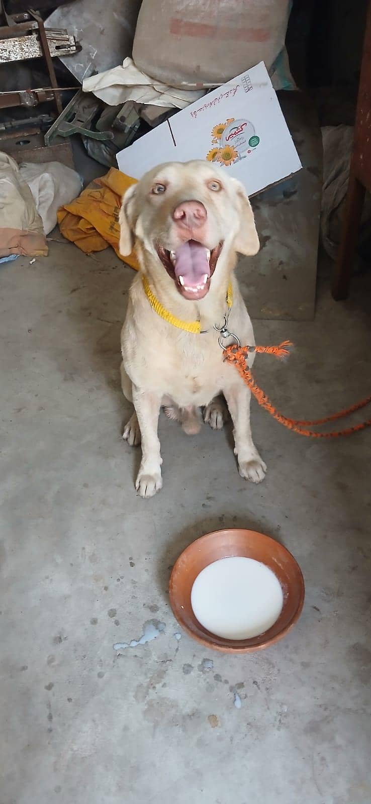 labra 2