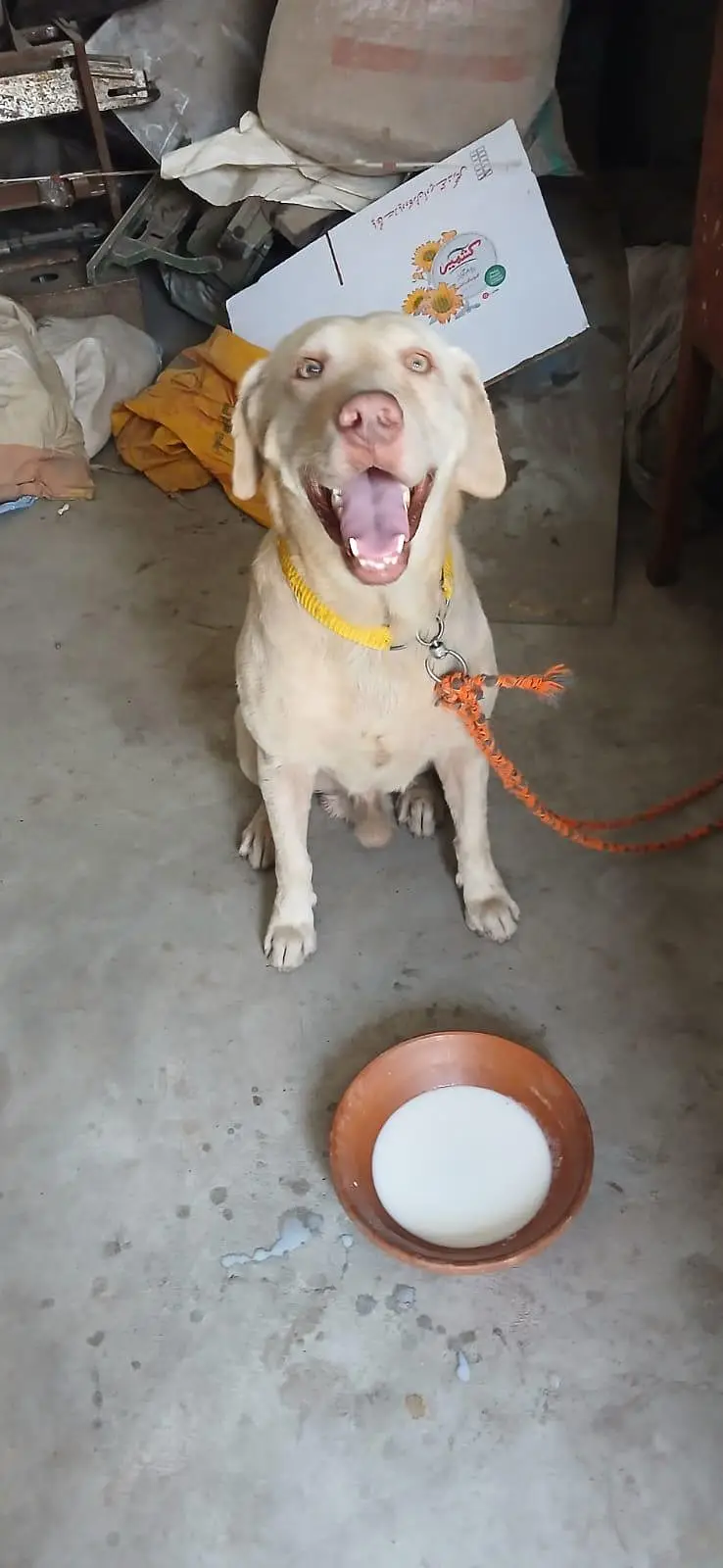 labra — photo 3