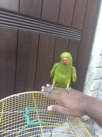 healthy parrot