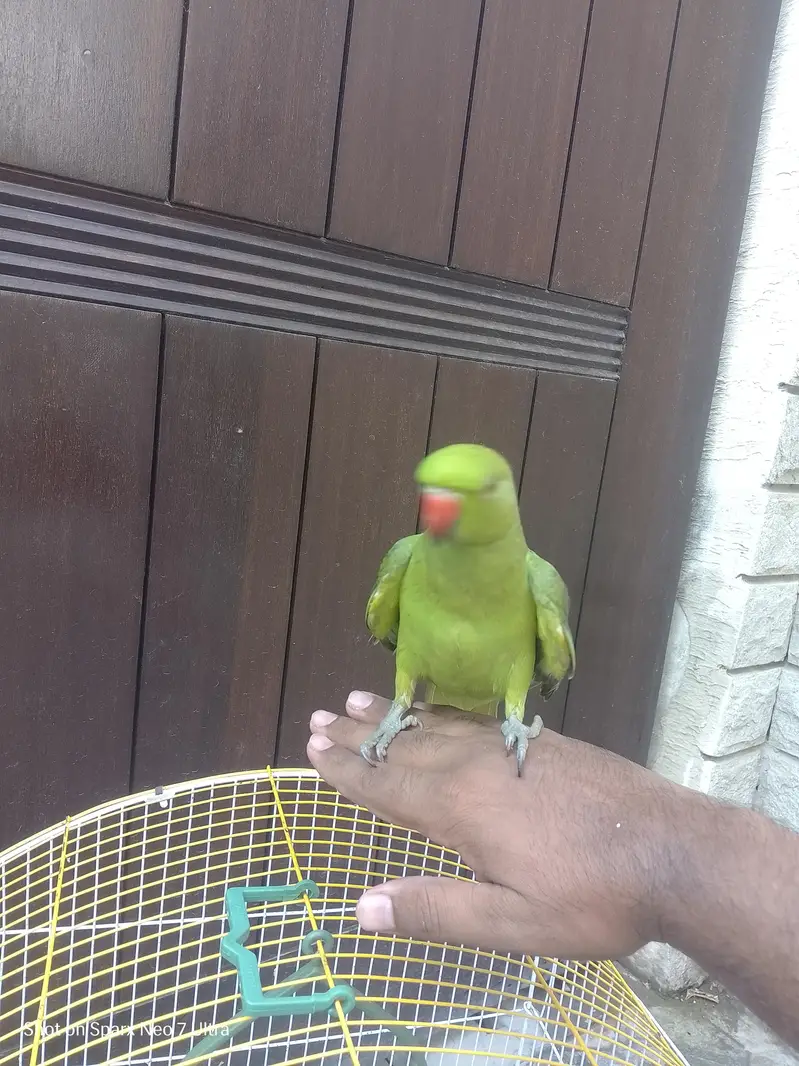 healthy parrot — photo 2