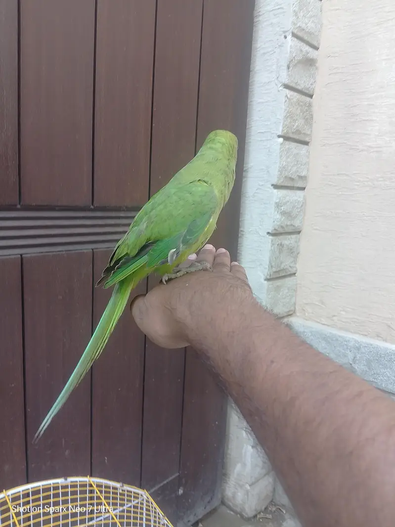 healthy parrot — photo 3