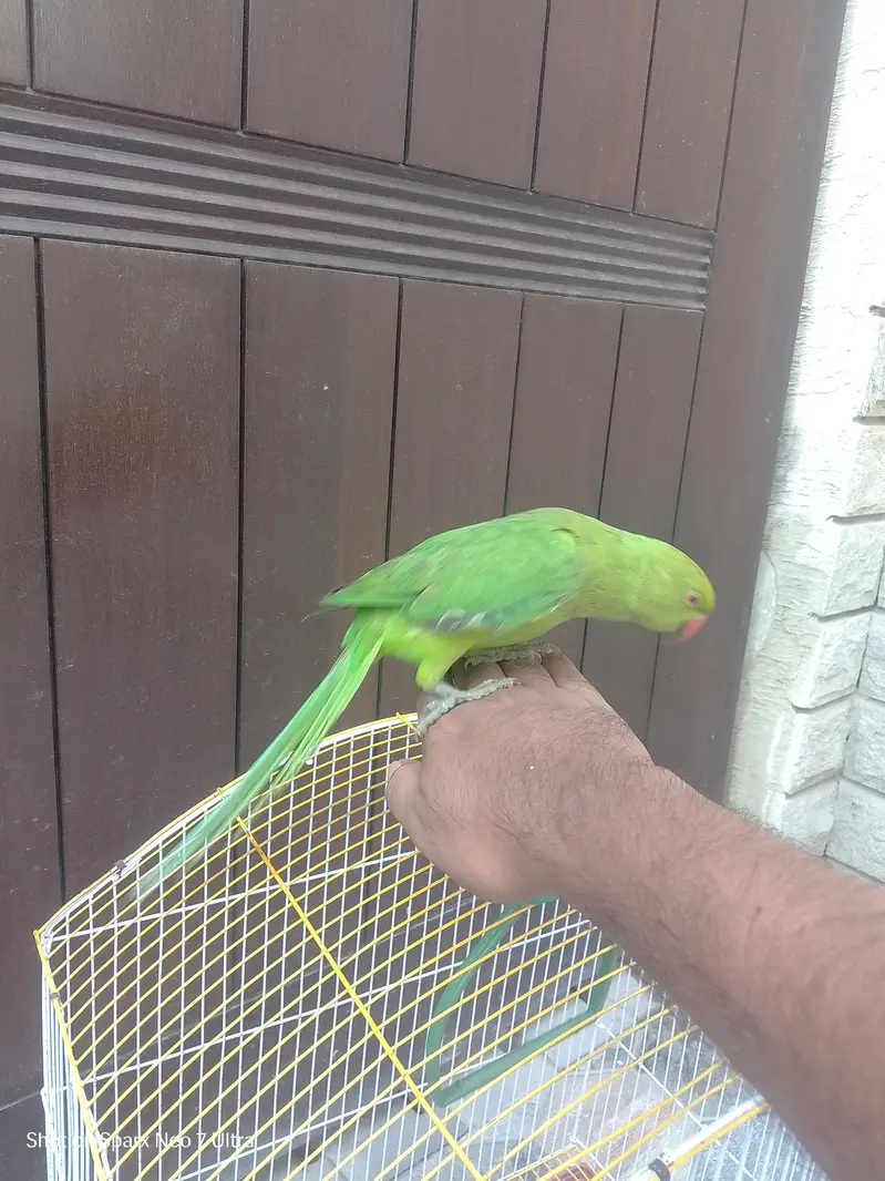 healthy parrot — photo 4