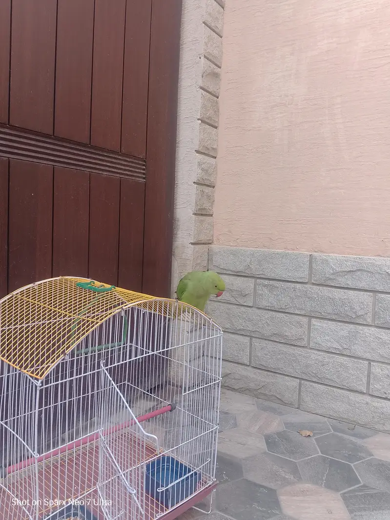 healthy parrot — photo 5