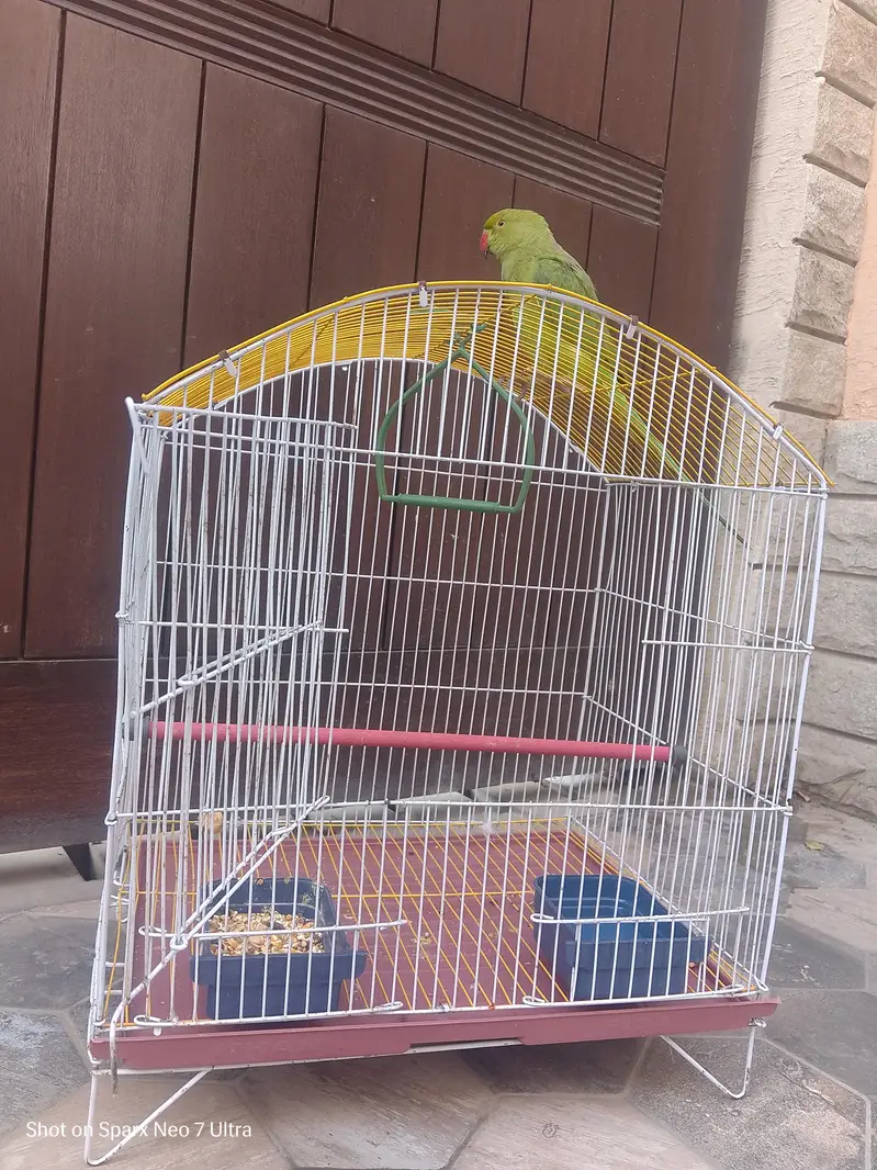 healthy parrot — photo 6