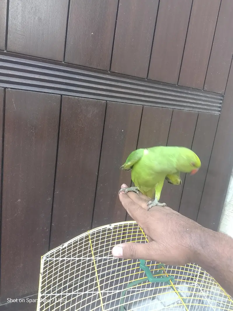 healthy parrot — photo 7