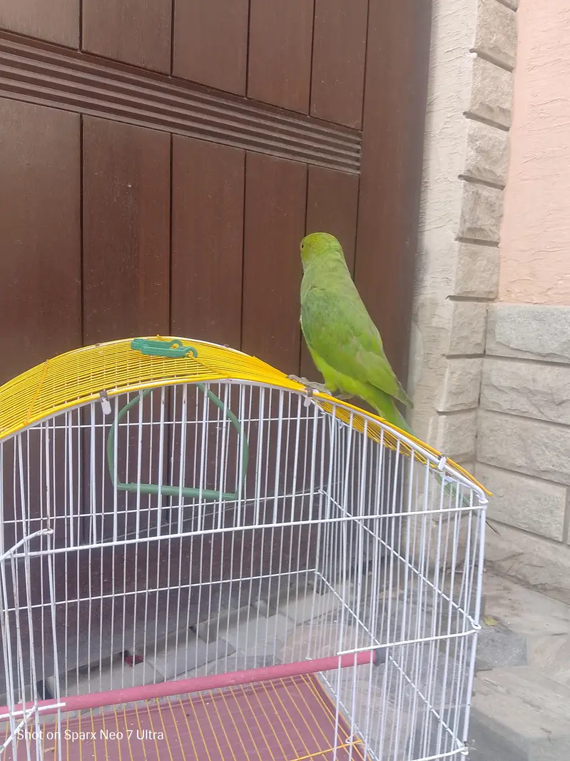 healthy parrot — photo 8