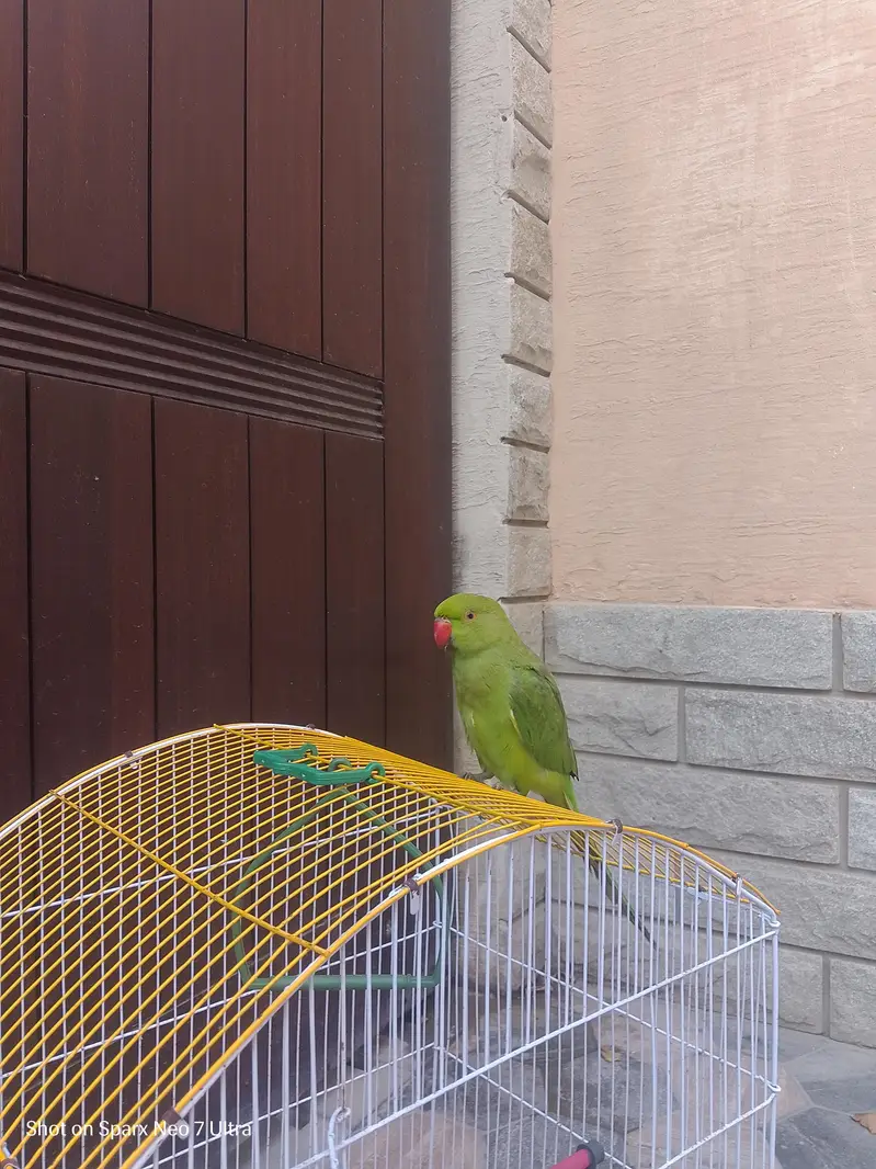 healthy parrot — photo 9