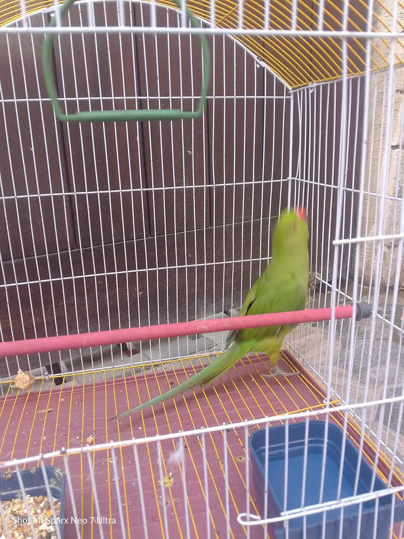 healthy parrot — photo 10