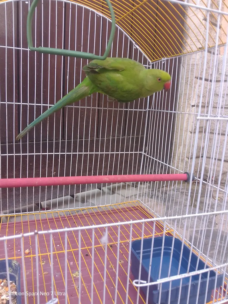 healthy parrot — photo 11