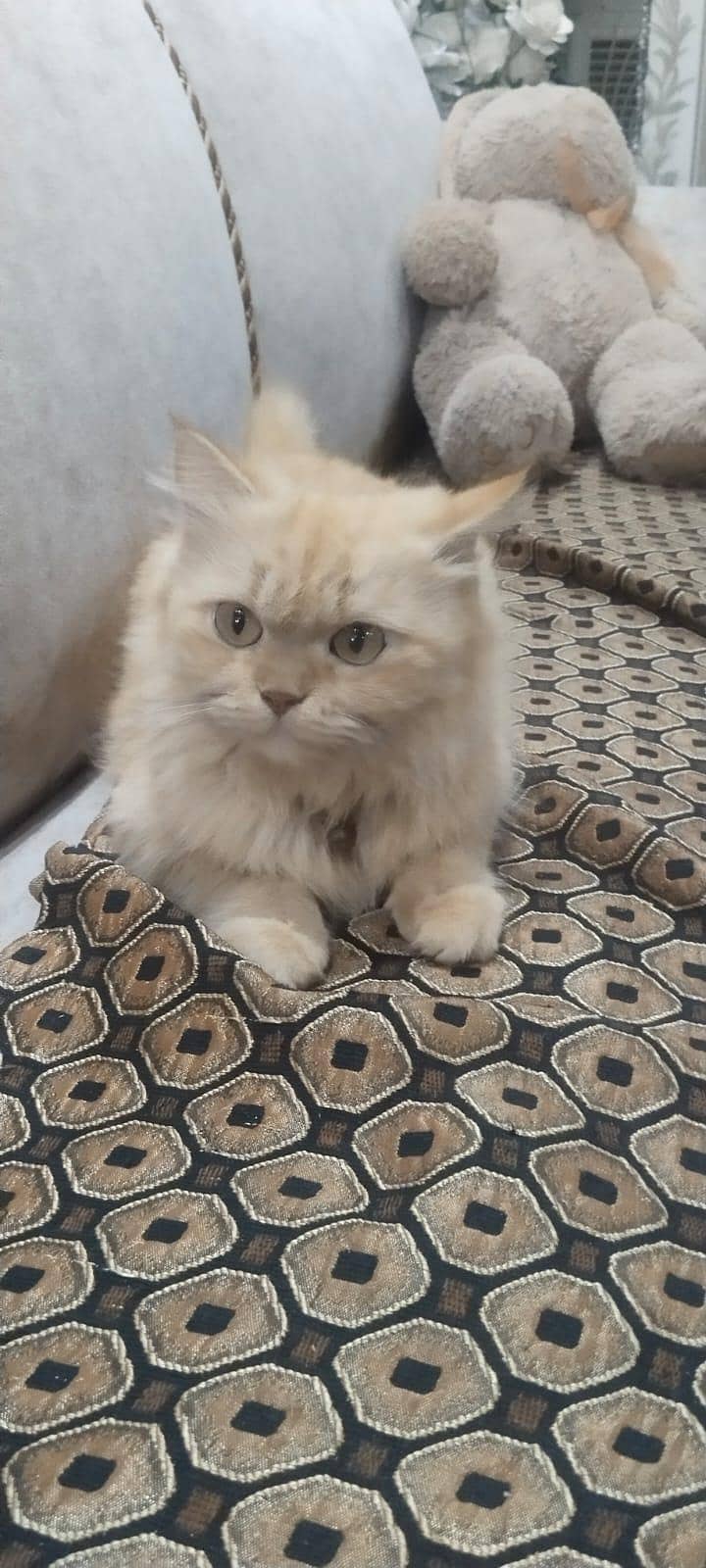 Persian cat 0