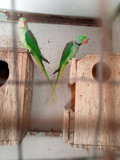 Raw potatoes breading pair + 1 female for sale  + 1 cocktail for sale